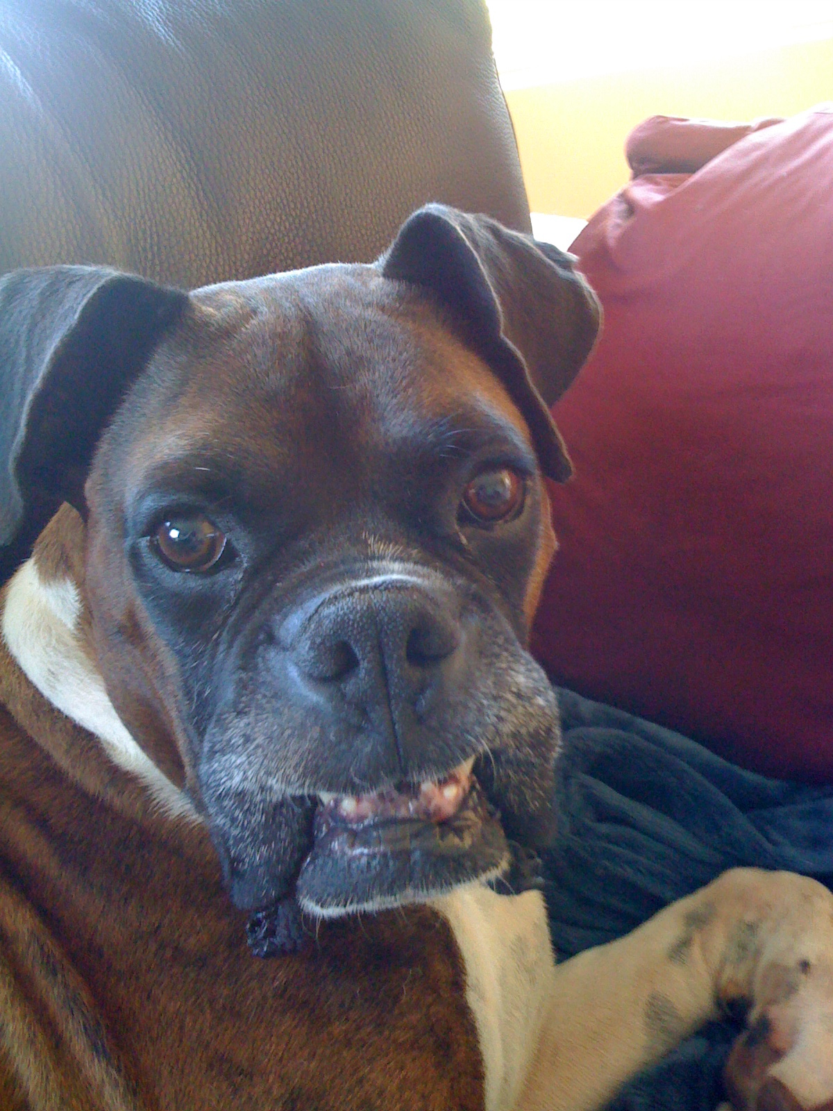 Schoggi Imported Swiss Chocolates